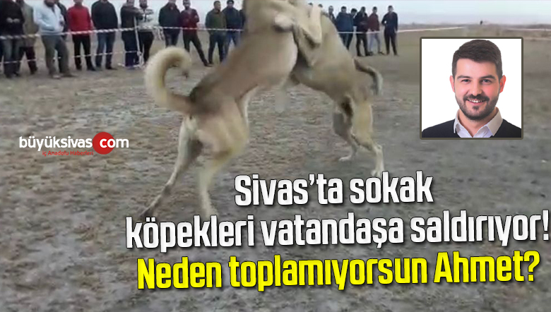 Sivas’ta sokak köpekleri vatandaşa saldırıyor! Neden toplamıyorsun Ahmet?