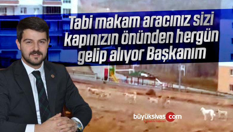 başıboş köpekler