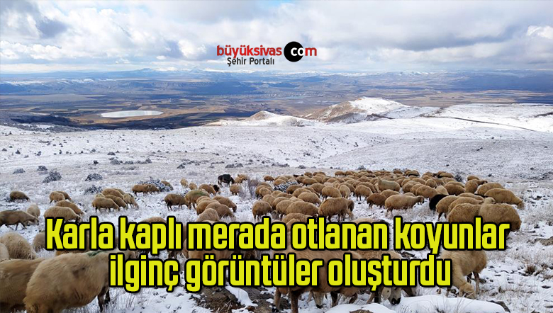Karla kaplı merada otlanan koyunlar ilginç görüntüler oluşturdu