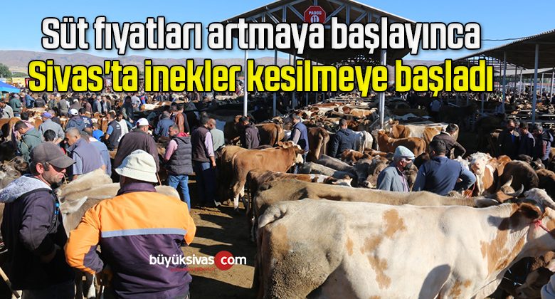 Süt fıyatları artmaya başlayınca Sivas’ta inekler kesilmeye başladı