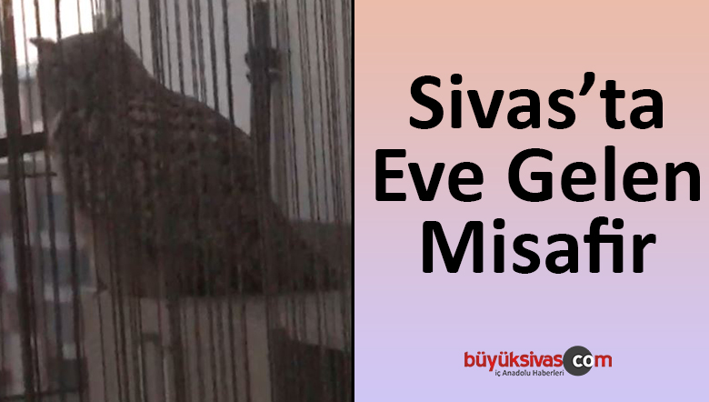 Evin balkonuna misafir olan Baykuş…