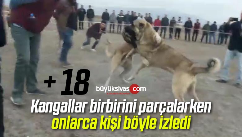 Sivas’ta Kangal dövüşü eller cepte böyle izlendi!