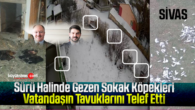 Hayvanları telef ettiler