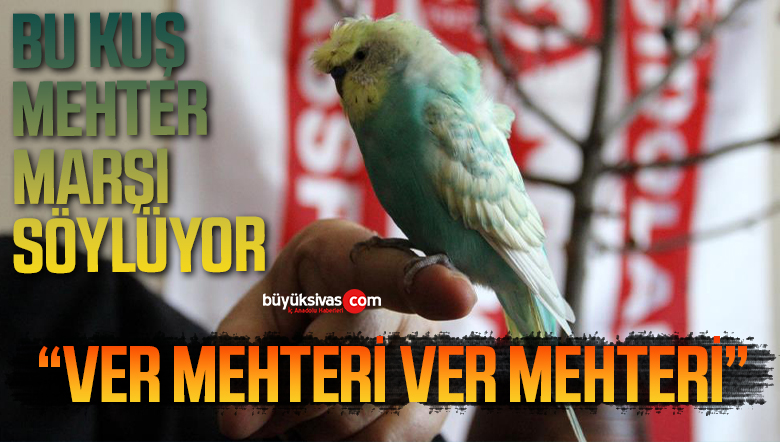 MUHABBET KUŞU JAPON