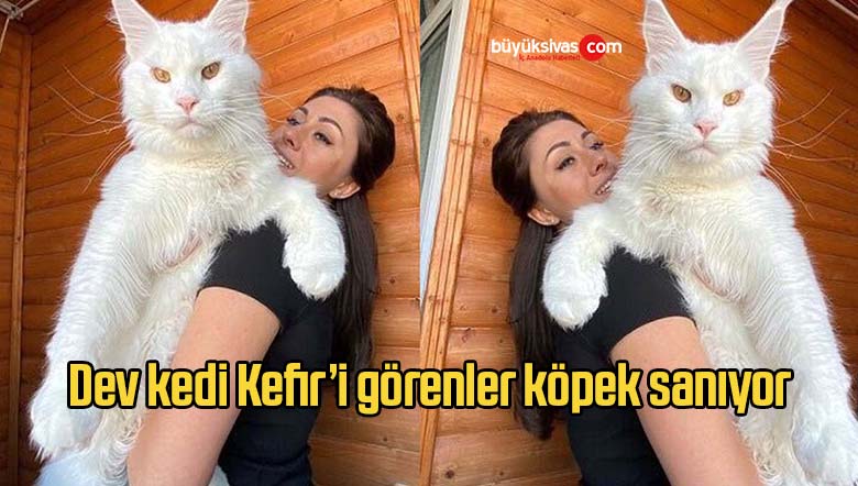 dev kedi