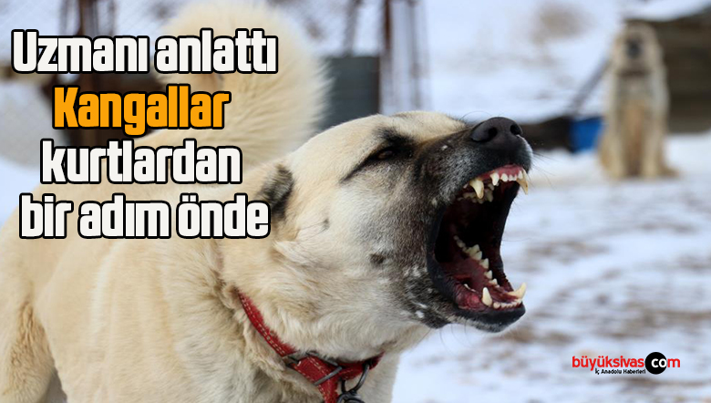 kangal