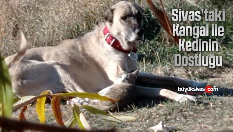 kedi kangal