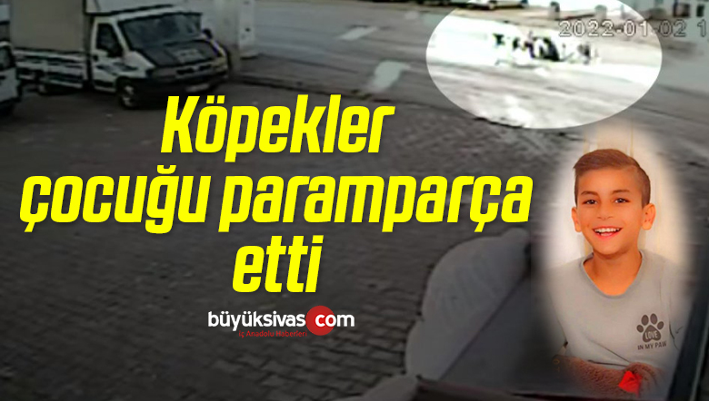 köpekler