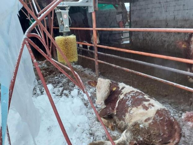 Göçük altında kalan 3 büyükbaş hayvan kurtarıldı