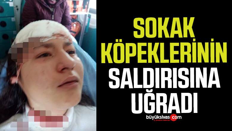 sokak köpeği saldırdı