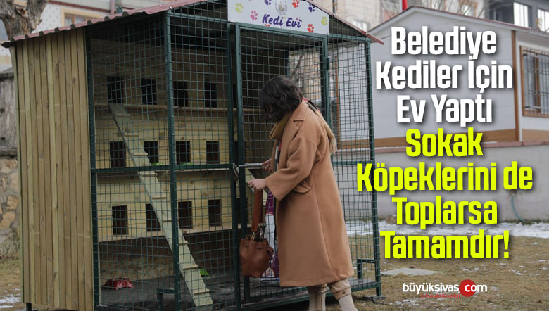 Sivas Belediyesi kediler için ev yaptı sokak köpeklerini de toplarsa tamamdır