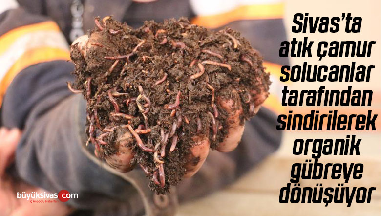 solucan