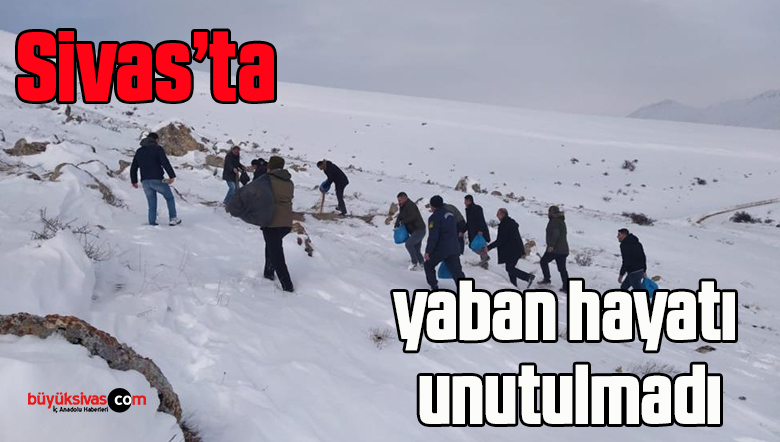 Sivas’ta yaban hayatı unutulmadı