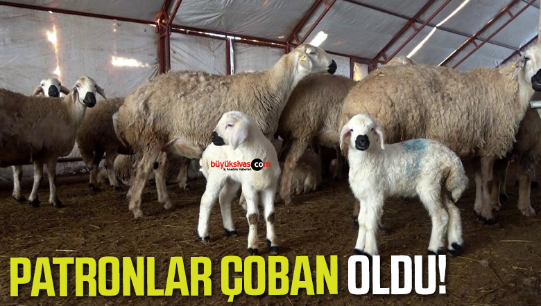 ÇOBAN