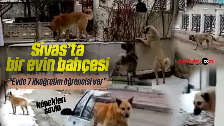 Sivas’ta evin bahçesine dolmuş 3 tanesi arka bahçede 5 tane başıboş köpek!