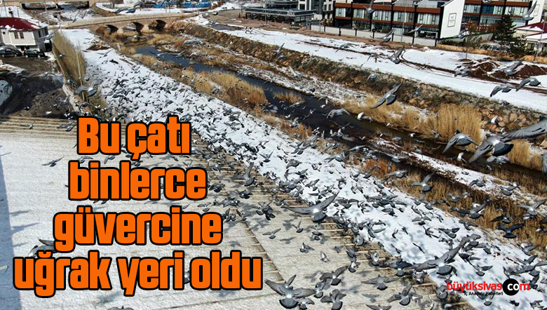 Bu çatı binlerce güvercine uğrak yeri oldu