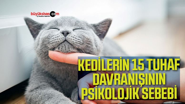 kedi psikolojisi