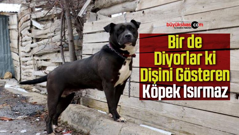 köpek.
