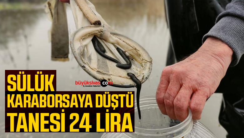 Tıbbi Sülüklerin Fiyatı 8 Kat Arttı!