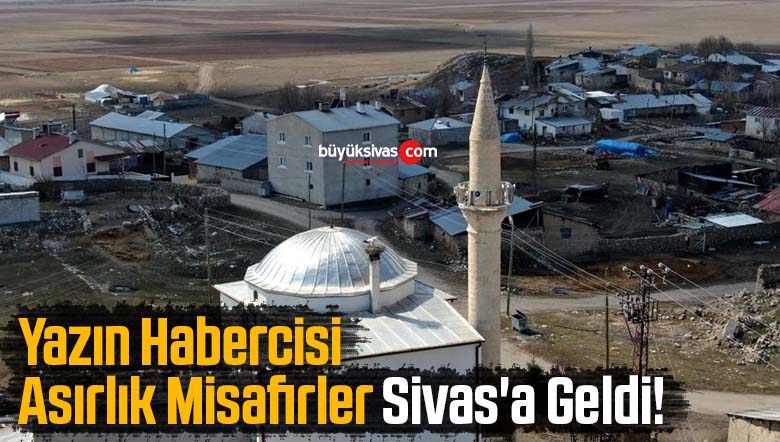 asırlık misafirler