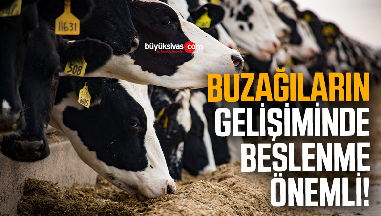 buzağıların