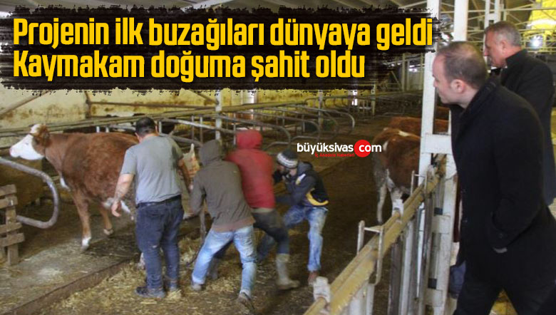 Projenin ilk buzağıları dünyaya geldi, kaymakam doğuma şahit oldu