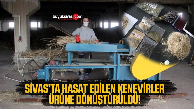 kenevirler