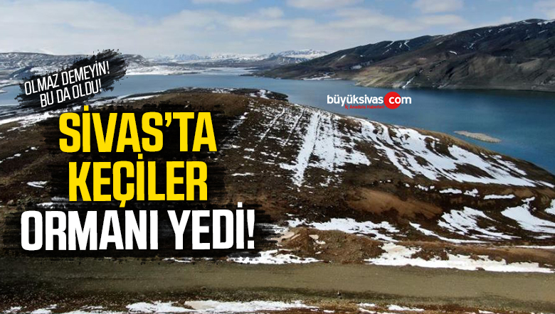 Sivas’ta yetiştirilmek istenen orman keçilere yem oldu