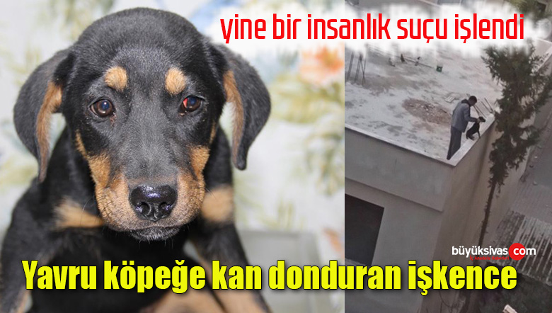 Yavru köpeğe kan donduran işkence