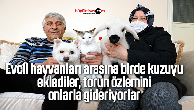Evcil hayvanları arasına birde kuzuyu eklediler, torun özlemini onlarla gideriyorlar