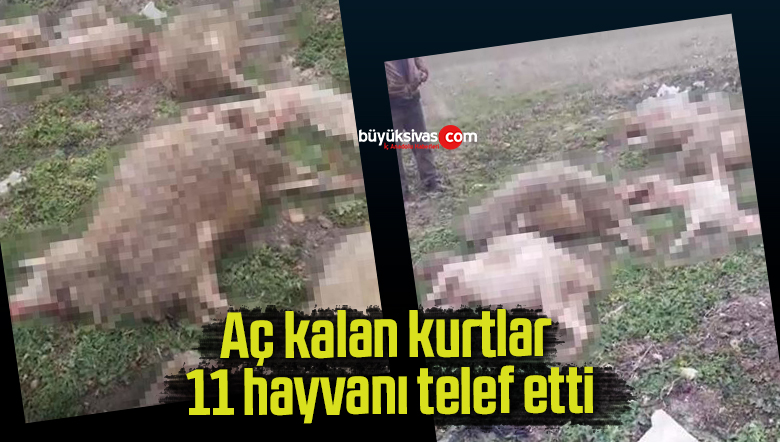 aç kalan kurtlar