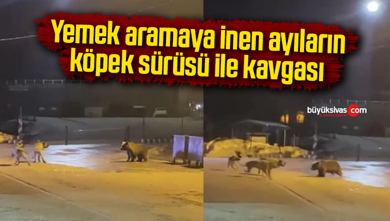 ayılar ve köpekler