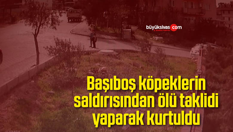 başıboş köpekler