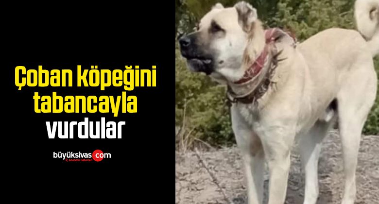 Çoban köpeğini tabancayla vurdular