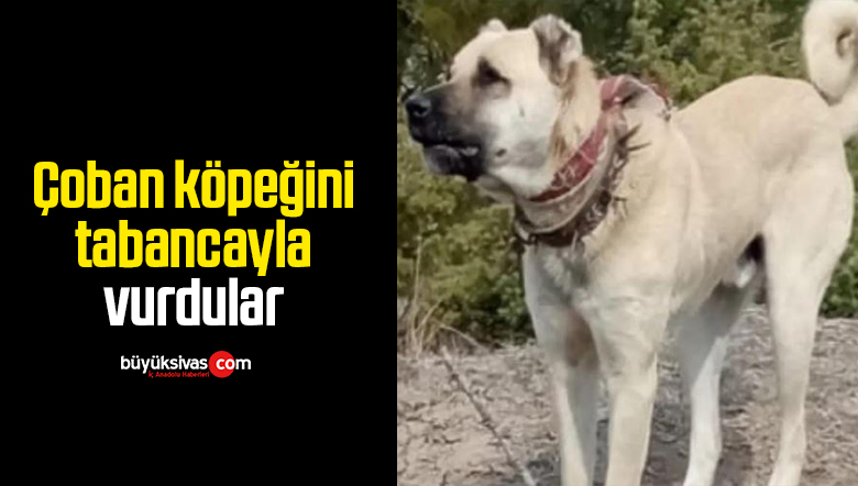Çoban köpeğini tabancayla vurdular
