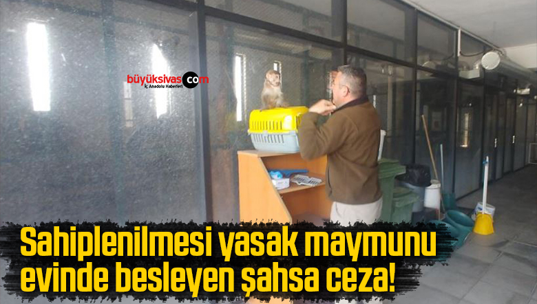 Sahiplenilmesi yasak maymunu evinde besleyen şahsa ceza!