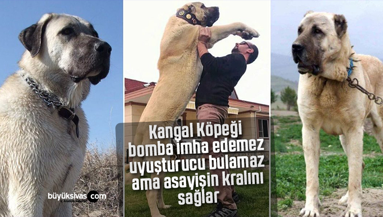 kangal