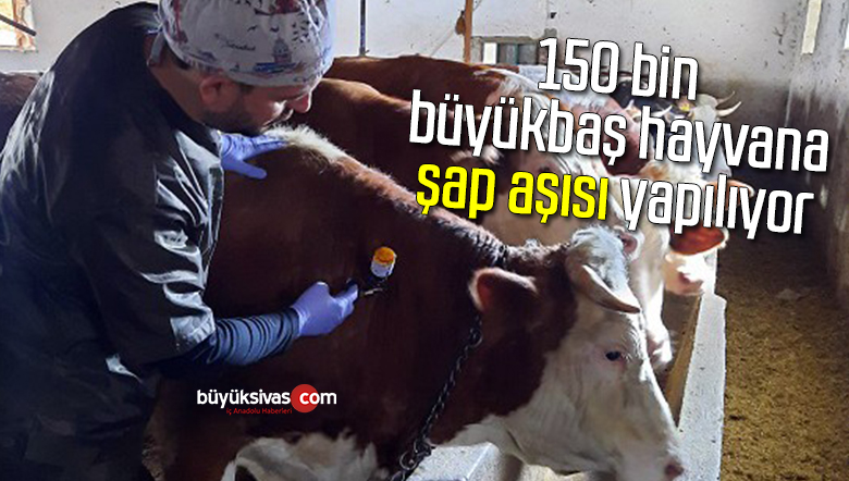 150 bin büyükbaş hayvana şap aşısı yapılıyor