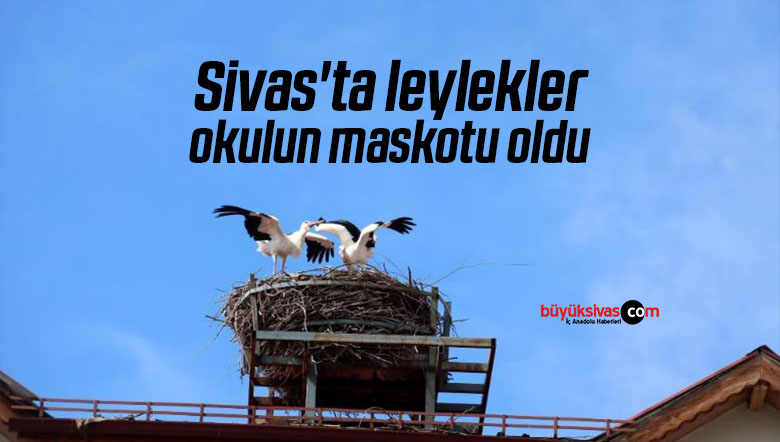 sivas'ta leylekler