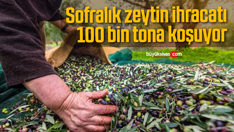 sofralık zeytin