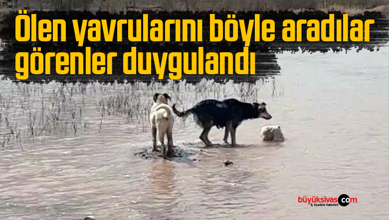 yavrularını aradılar