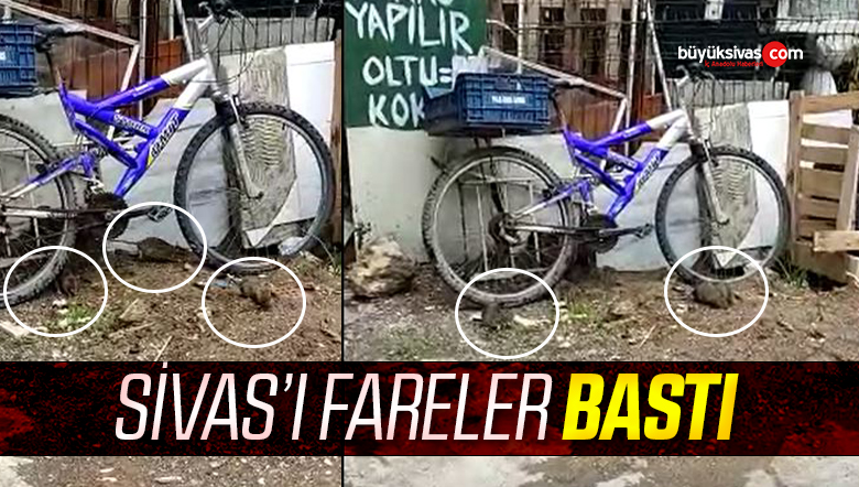 Sivas’ı fareler bastı