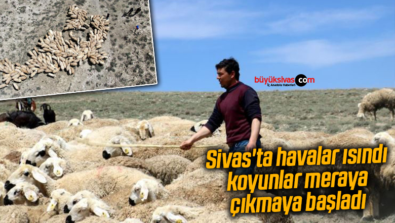 Sivas’ta havalar ısındı, koyunlar meraya çıkmaya başladı