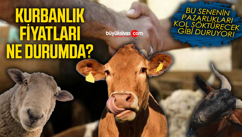 kurbanlık fiyatları