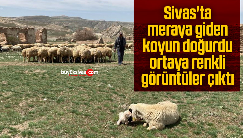 Sivas’ta meraya giden koyun doğurdu, ortaya renkli görüntüler çıktı