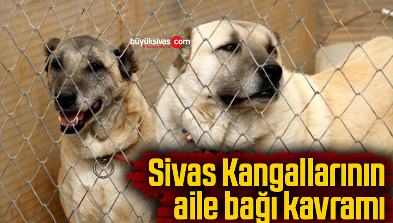 sivas kangalı