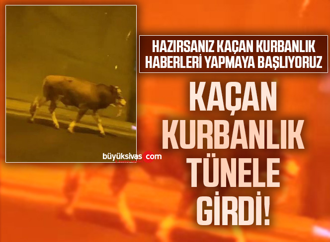 Kaçan kurbanlık tünele girdi