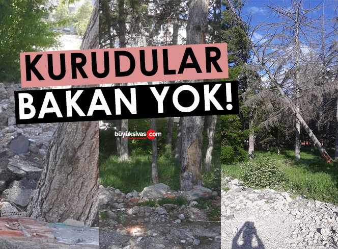 Ağaçlar kuruyor bakan yok… Yazıktır günahtır…