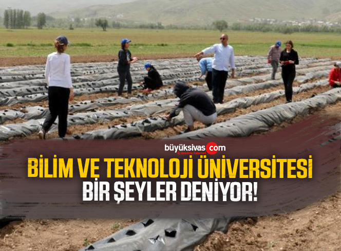 Sivas’ta 4 mevsim çilek yetiştirmeyi başardılar