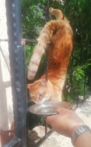 Sivas’ta parmaklıklara saplanan kediyi itfaiye kurtardı